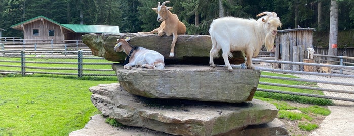 Bayerwald-Tierpark is one of Bayern.