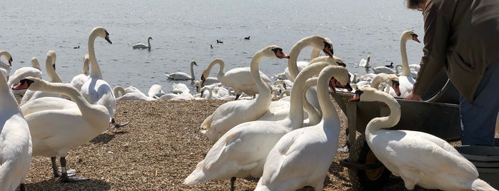 Abbotsbury Swannery is one of Yvieさんの保存済みスポット.