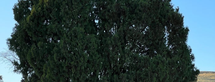 Standing Alone Tree is one of Outdoor Activities.