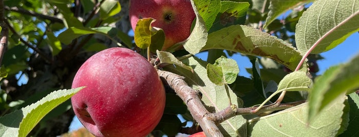 Fraleigh's Rose Hill Farm is one of Brews, Wines And Cider.