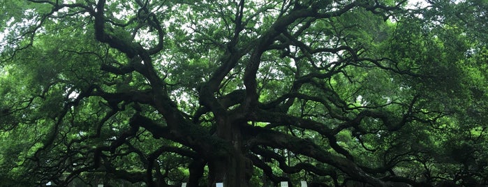Angel Oak Tree is one of charleston.