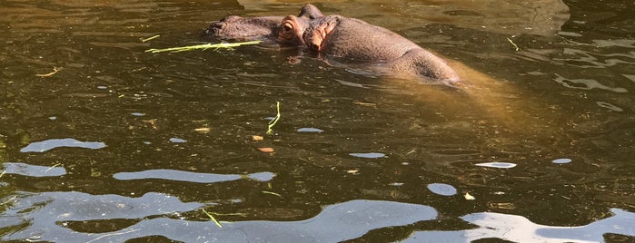 東山動物園 カバ舎 is one of 東山動植物園.