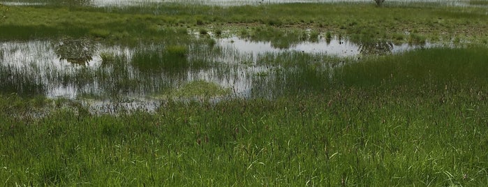 West Eugene Wetlands is one of Tempat yang Disukai Roxy.