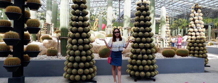 Cactus Garden is one of Thailand.