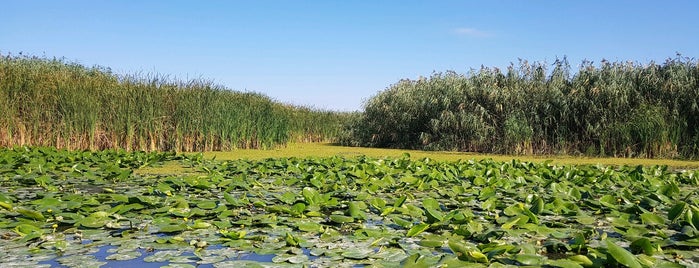 Delta Dunării / Danube Delta is one of Parcuri Naționale și Naturale.