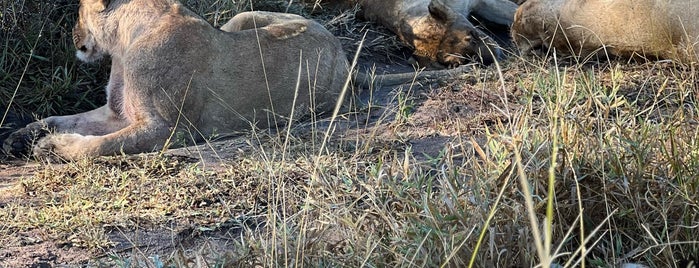 Sabi Sands Private Game Reserve is one of Südafrika.