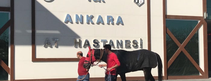 Yarış Atları Hastanesi is one of Veteriner muayenehaneleri.