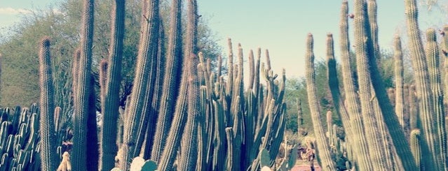 Desert Botanical Garden is one of Best of the East Valley.