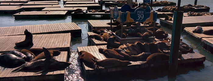 Sea Lions is one of Lugares favoritos de Alexey.