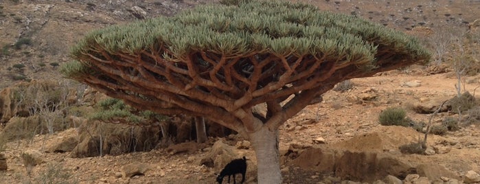 Summerland Hotel, Hadibu, Socotra, Yemen is one of To Do Elsewhere.