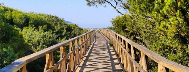 Parc Natural de s'Albufera de Mallorca is one of Islas Baleares: Mallorca.