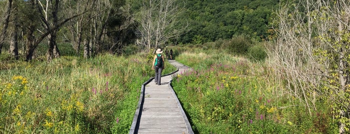 Swamp River Boardwalk is one of Tempat yang Disukai Lizzie.