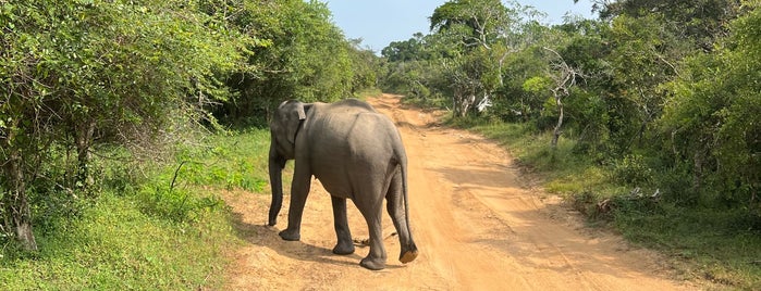 Yala National Park is one of Sri Lanca.