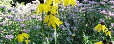 Stranahan Arboretum is one of Ohio in Bloom.