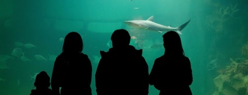 Greater Cleveland Aquarium is one of Holiday Fun in Ohio!.