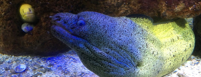 Aquário de Ubatuba is one of Nossa viagem ao Brasil.