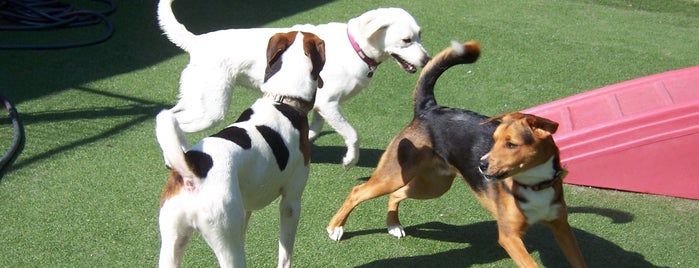 Playful Pups Retreat is one of Places for Kombi.