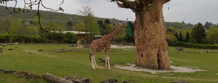 Zoos und Gehege in Frankfurt und Vordertaunus