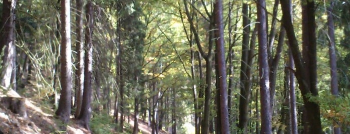 Jungmannova cesta is one of Lázeňské lesy Karlovy Vary.