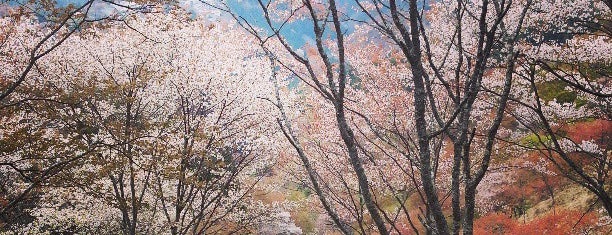 吉野山 上千本 is one of Travel : Sakura Spot.