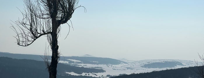 Fandoghloo Forest is one of Iran to go 2.