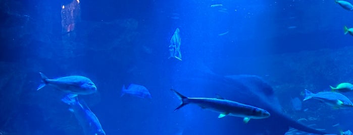 Kyoto Aquarium is one of 聖地巡礼リスト.