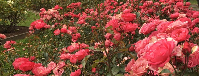 University Rose Garden is one of Lugares favoritos de Tony.