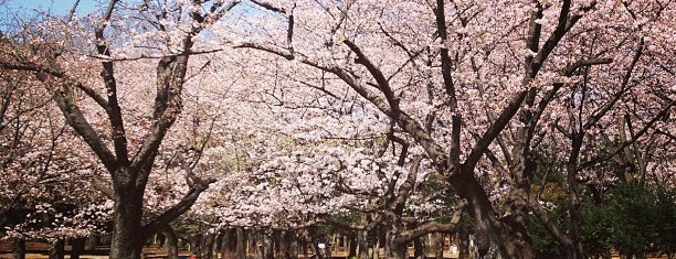 Yoyogi Park is one of Sol Nascente.