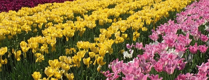 Abbotsford Tulip Festival is one of Beautiful British Columbia we've been in...