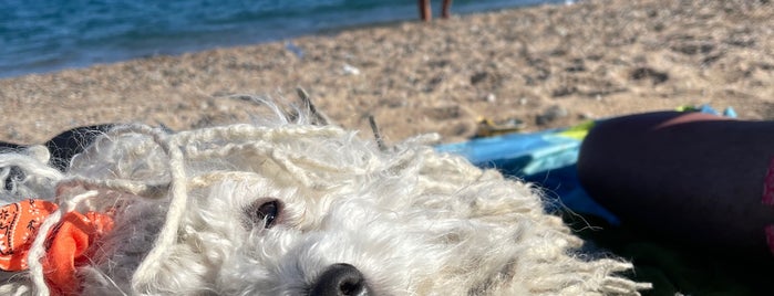 Playa Perros, Pineda De Mar is one of With Doggies.