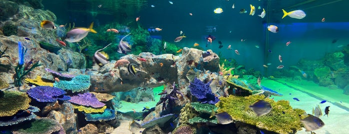 青森県営浅虫水族館 is one of 日本の水族館 Aquariums in Japan.