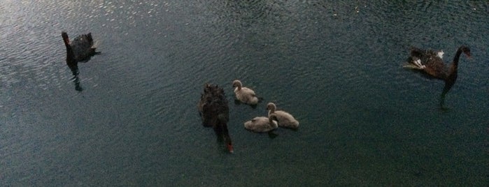 Swan Pond at Omni Houston Hotel is one of ESTHERさんのお気に入りスポット.