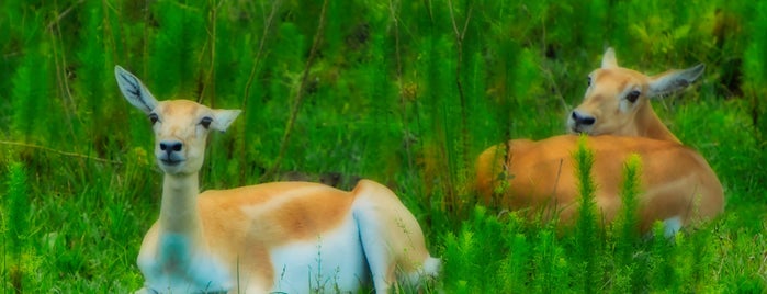 Billie Swamp Safari is one of Places to Adventure.