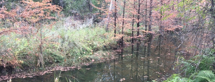 Hamilton Pool Nature Preserve is one of Texas.