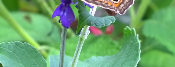 Tinker Bell's Butterfly House is one of Epcot International Flower & Garden Festival.