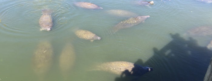 Manatee Viewing Center is one of Tampa, FL.