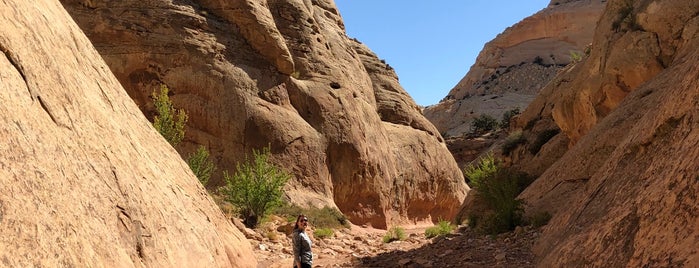 Capitol Gorge Trail is one of Locais curtidos por eric.