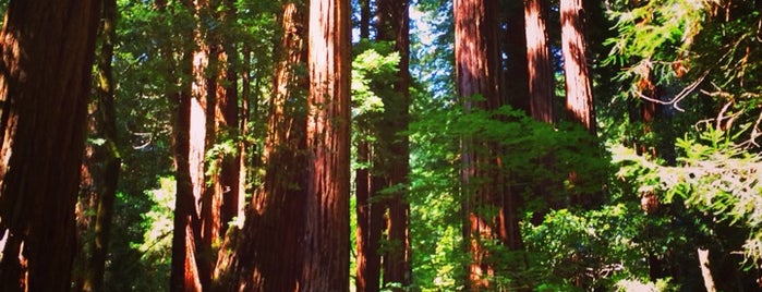 Muir Woods National Monument is one of สถานที่ที่ E ถูกใจ.