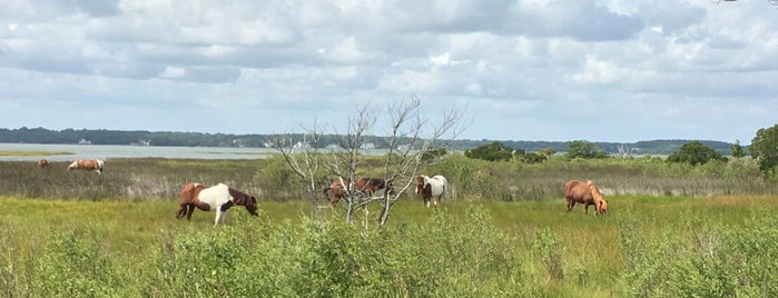 Assateague Island National Seashore (Maryland) is one of Samさんのお気に入りスポット.
