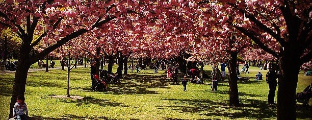 Brooklyn Botanic Garden is one of New York City.