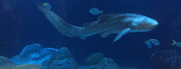 Shedd Aquarium is one of The Go go go.