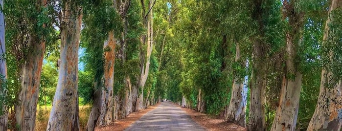 Ağaçlı Yol is one of Şehirdışı Favorileri.