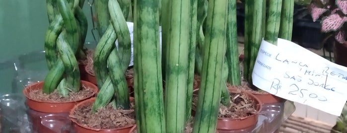 Flora Cristiane is one of Mercado Municipal de Curitiba.