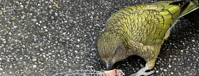 Kiwi Birdlife Park is one of NZ.