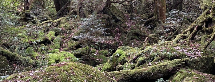 Shiratani Unsuikyo Gorge is one of Makiko : понравившиеся места.