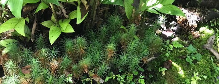 Kinabalu Park is one of สถานที่ที่ Makiko ถูกใจ.