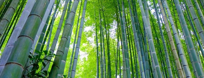 竹の庭 is one of Los Viajes : понравившиеся места.