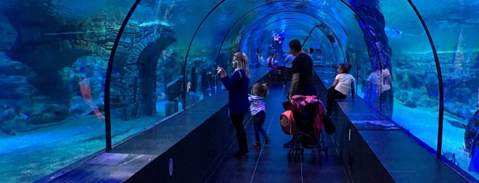 ViaSea Aquarium is one of Lugares favoritos de h.sarper.