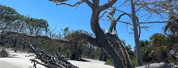 Driftwood Beach is one of Sea Island.