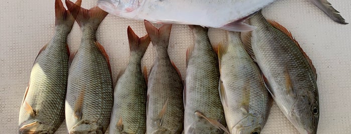 سوق السمك المركزي || The Central Fish Market is one of basm.